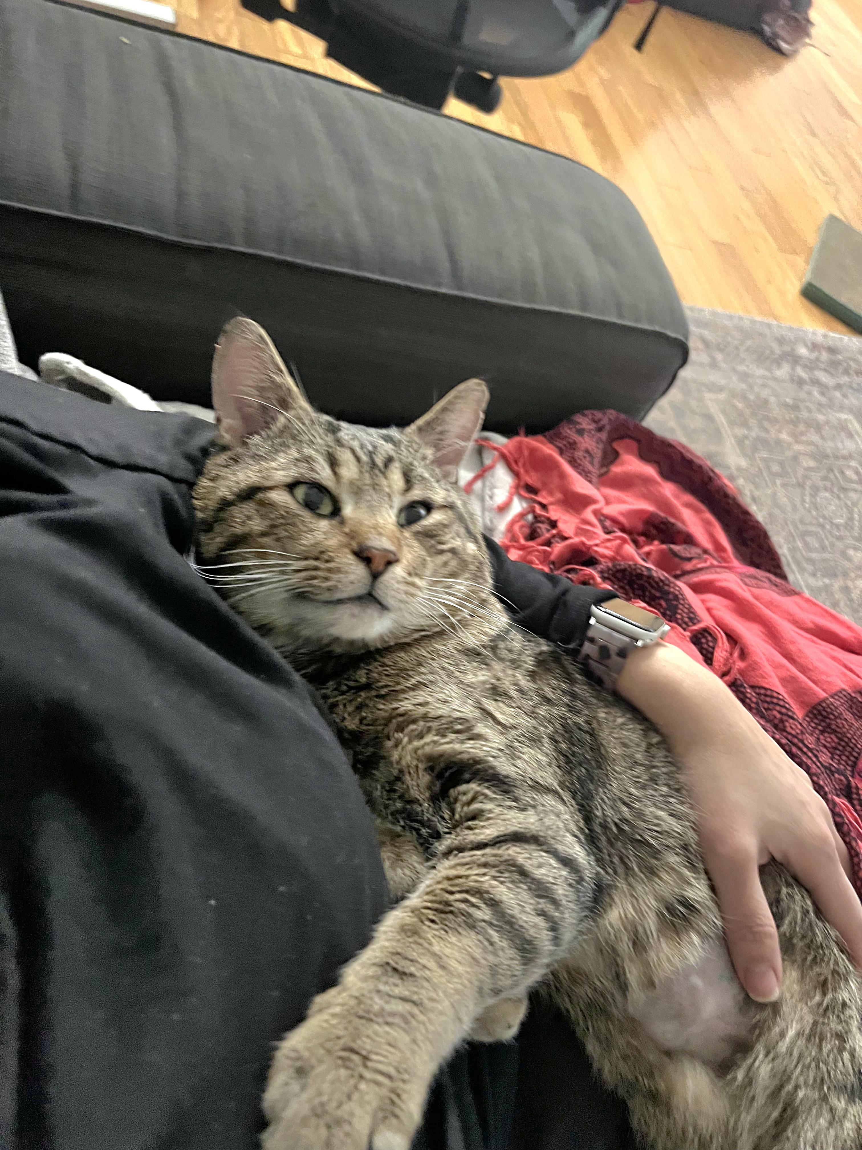 Enlarge Wyclef, a ADOPTABLE Domestic Short Hair in Brooklyn, NY image 2/4