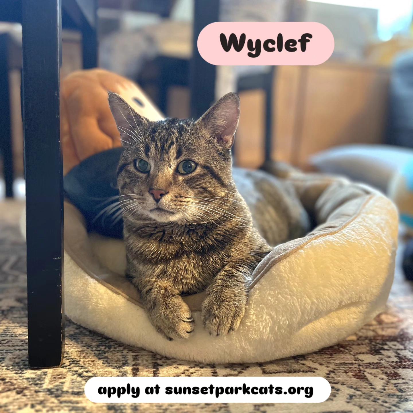 Enlarge Wyclef, a ADOPTABLE Domestic Short Hair in Brooklyn, NY image 1/4
