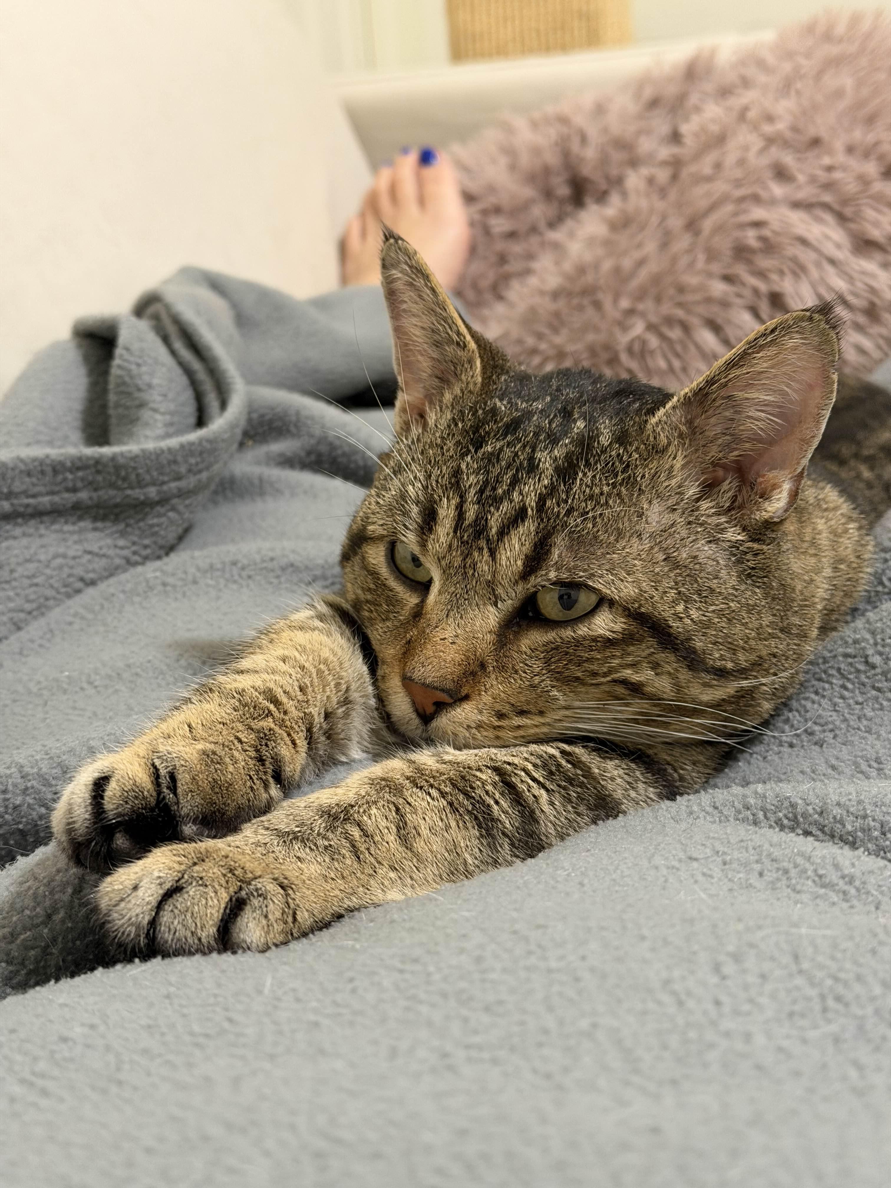 Enlarge Wyclef, a ADOPTABLE Domestic Short Hair in Brooklyn, NY image 3/4