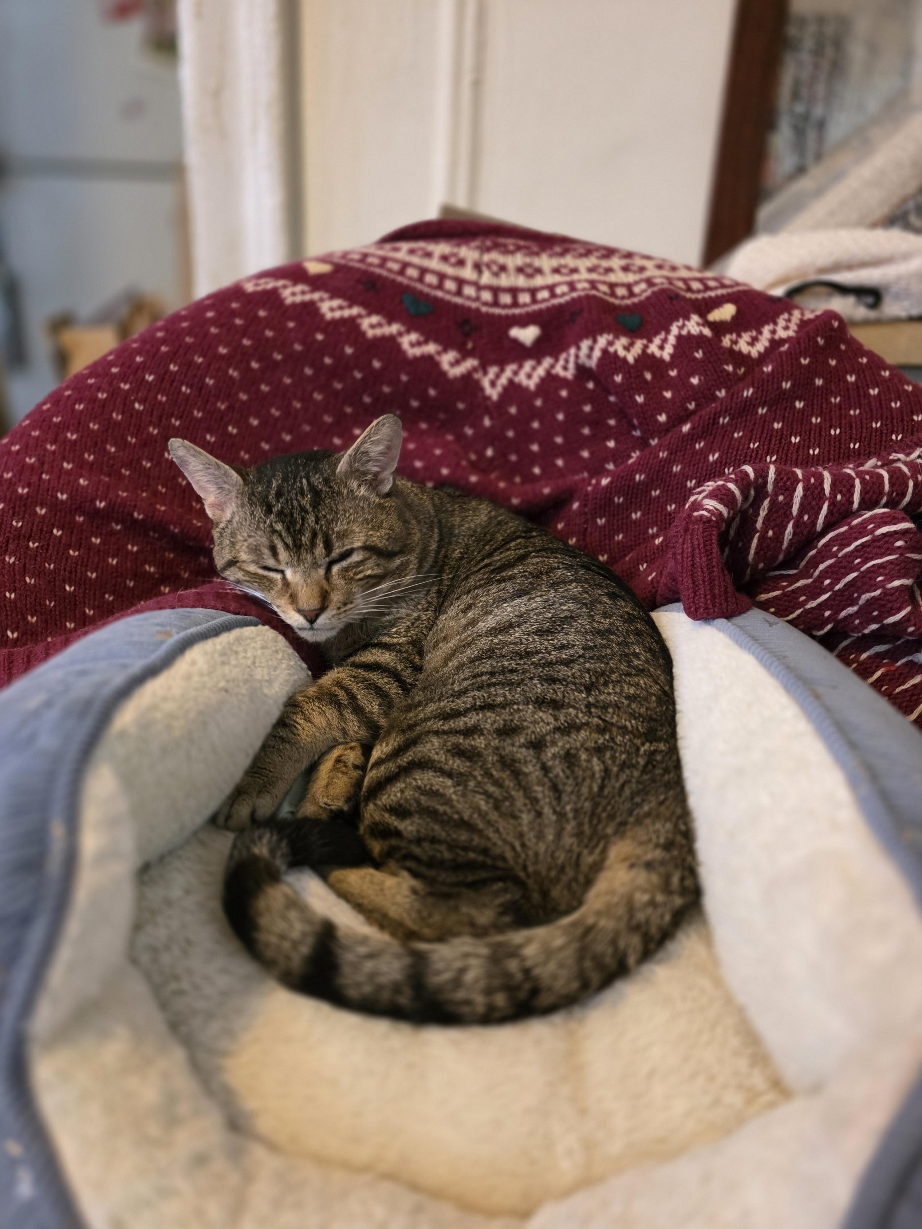 Enlarge Wyclef, a ADOPTABLE Domestic Short Hair in Brooklyn, NY image 5/5
