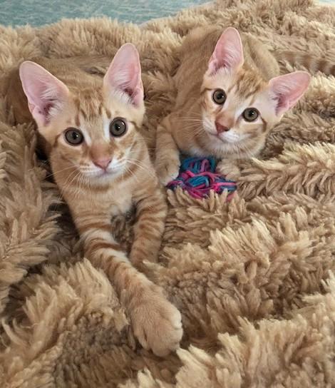 Teddy, Adoptable, Kitten Male Abyssinian & Tiger.