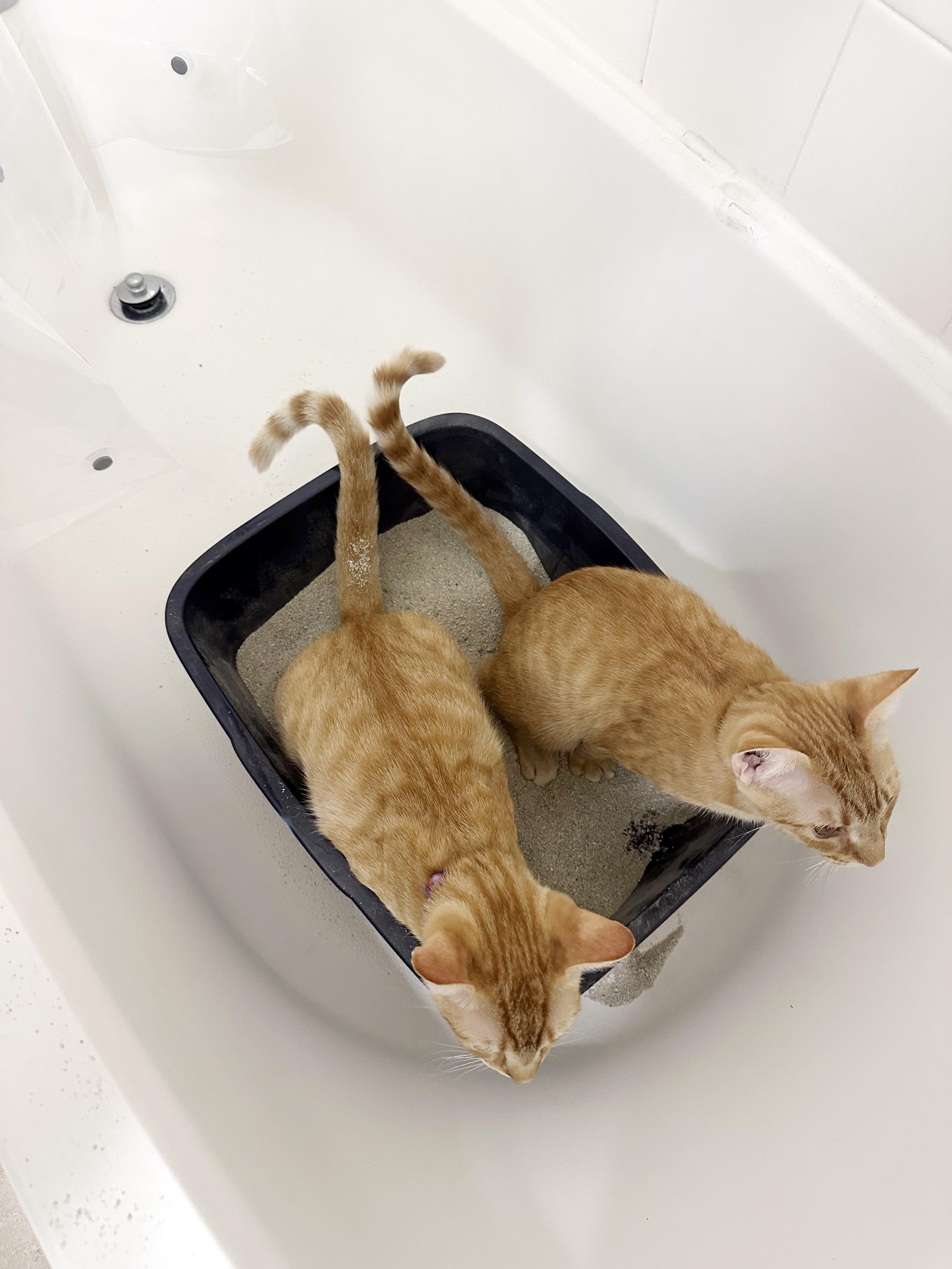 Teddy, a Adoptable mixed breed in Lake Monroe, FL image 2/3