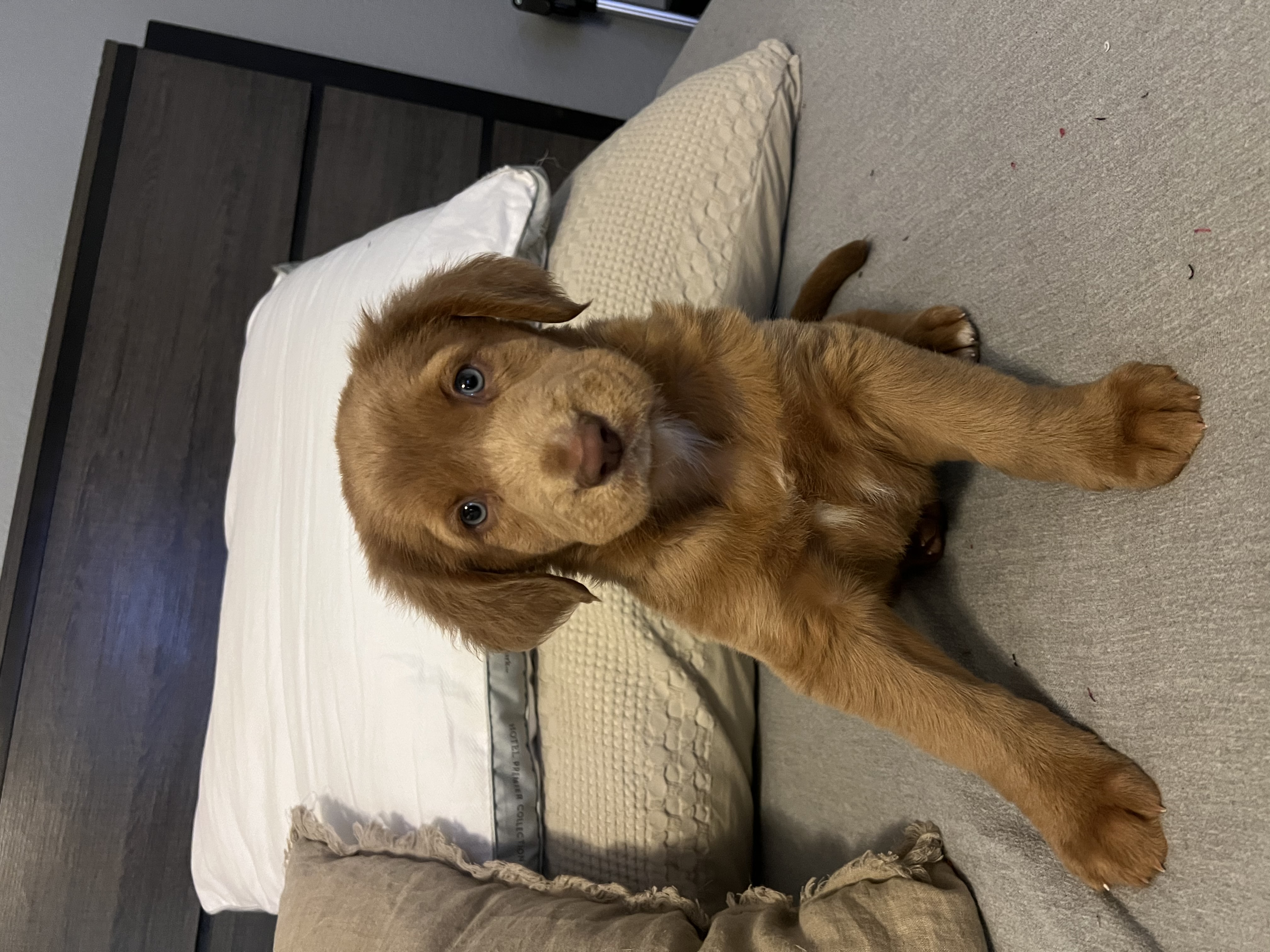 Dog for adoption Doug, a Retriever Mix in Henderson, NV Petfinder