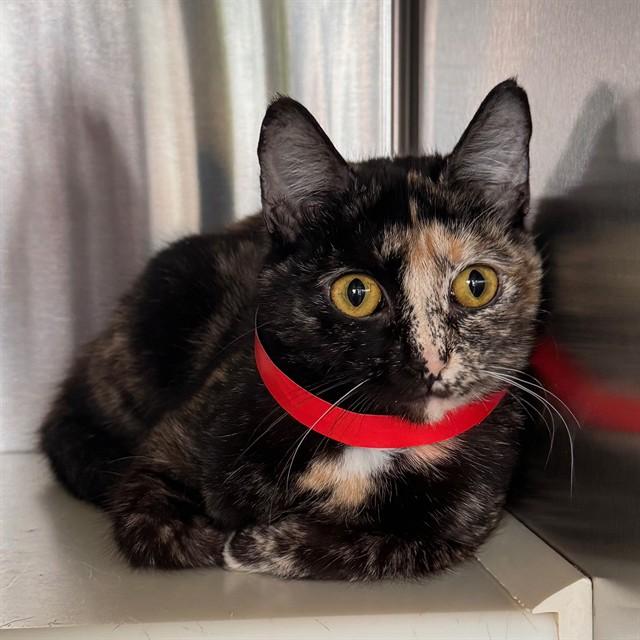 TWO FACE, Adoptable, Young Female Domestic Short Hair.