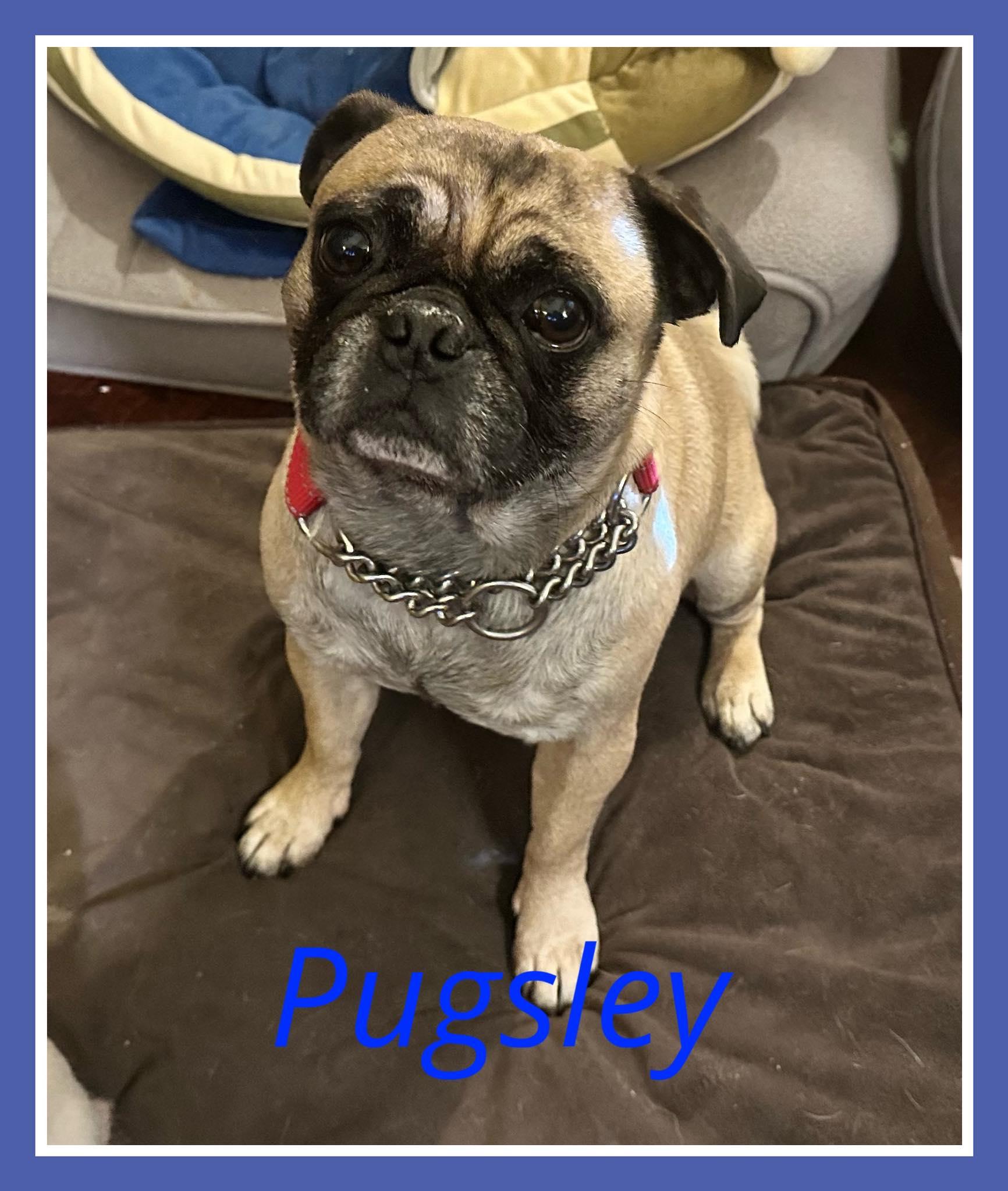 Enlarge Pugsley, a ADOPTABLE mixed breed in Mesa, AZ image 1/1