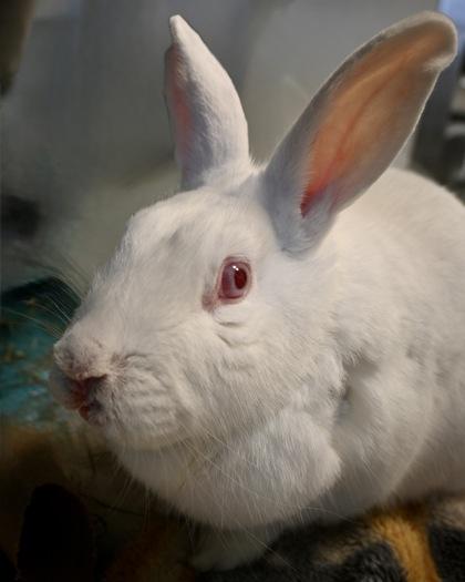 Monterey, Adoptable, Baby Male New Zealand & Bunny Rabbit.