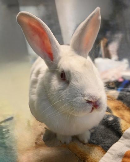 Enlarge Monterey, a Adoptable mixed breed in West Seneca, NY image 2/3