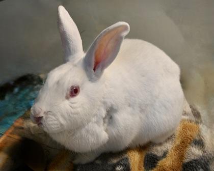 Enlarge Monterey, a Adoptable mixed breed in West Seneca, NY image 3/3