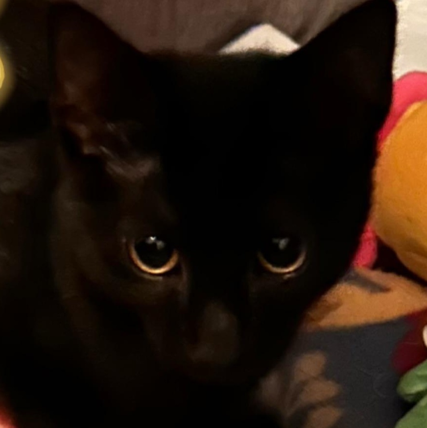 Eros, Adoptable, Kitten Male Domestic Short Hair.