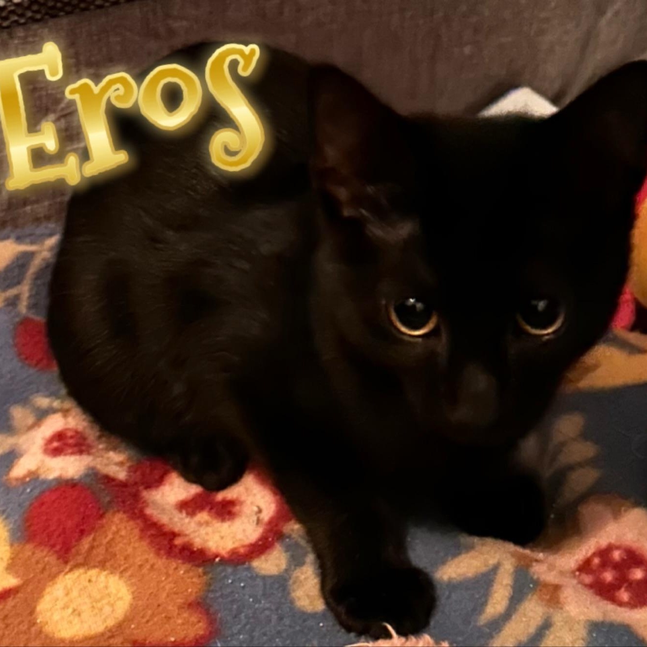 Enlarge Eros, a Adoptable mixed breed in Morganton, NC image 2/2