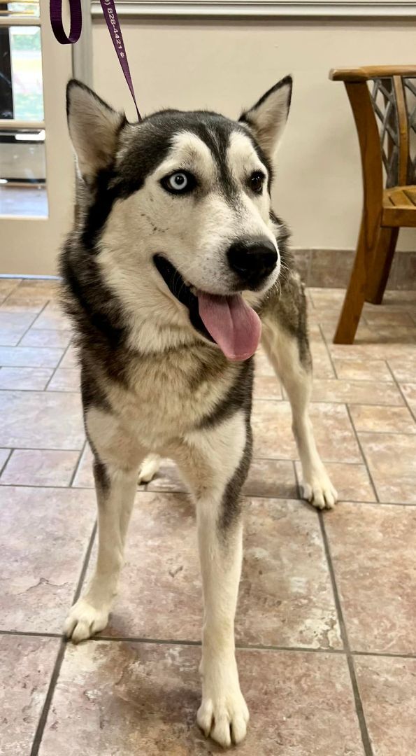 Breyers, Adopted, Adult Male Siberian Husky.