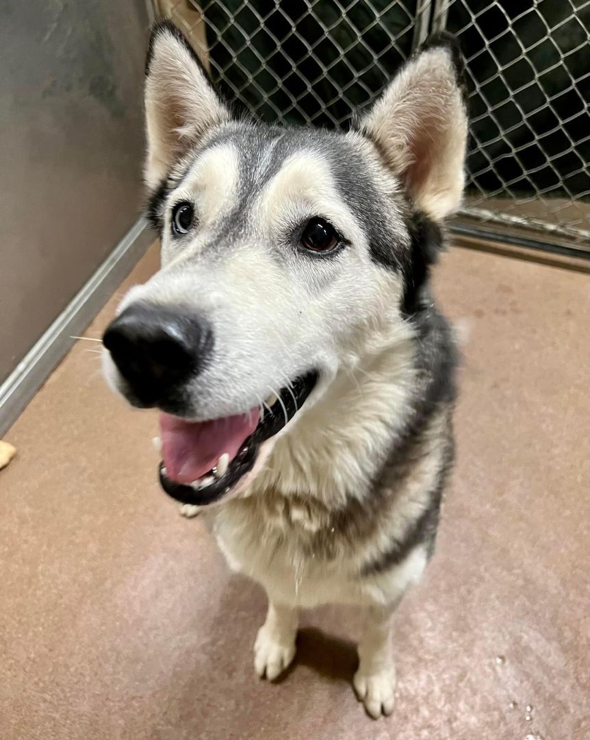 Enlarge Breyers, a Adopted Siberian Husky in Sugar Land, TX image 2/6