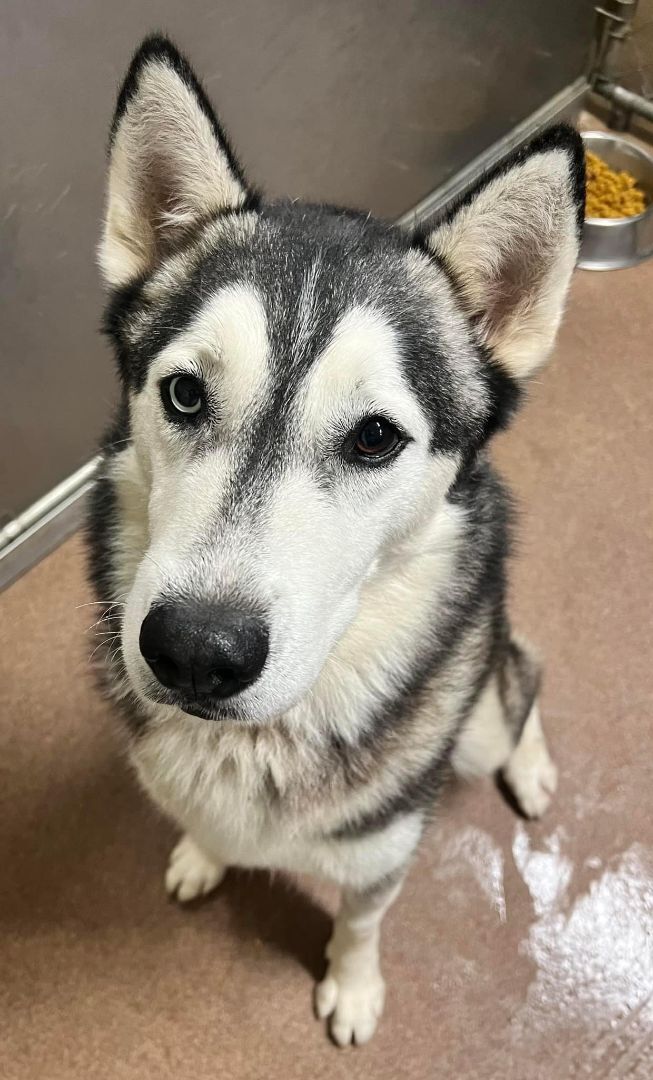 Enlarge Breyers, a Adopted Siberian Husky in Sugar Land, TX image 3/6