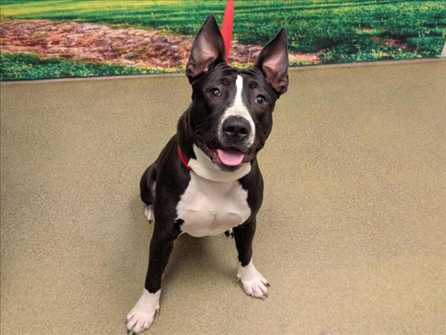 URGENT! HELP ME PLEASE! This DOG -ID#A542111