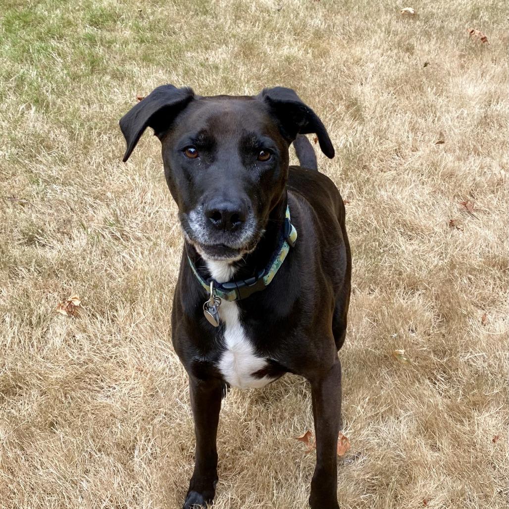 Leo, Adoptable, Senior Male Black Labrador Retriever.