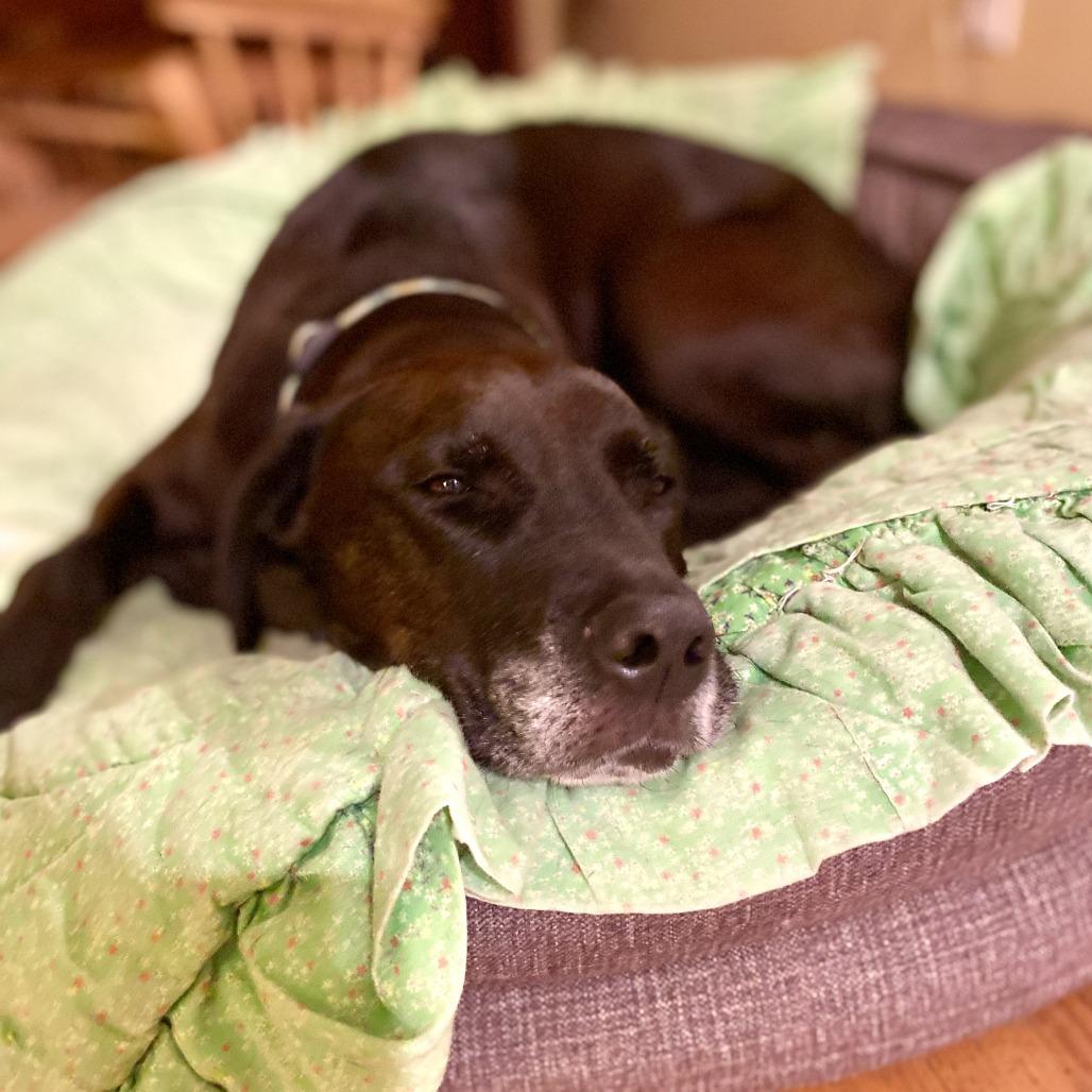 Enlarge Leo, a Adoptable Black Labrador Retriever in Corvallis, OR image 2/4