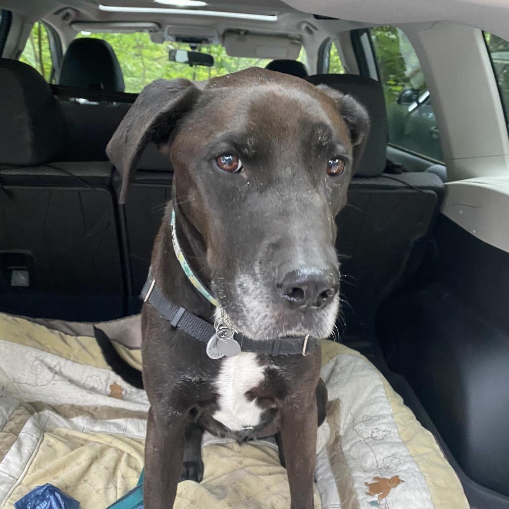 Enlarge Leo, a Adoptable Black Labrador Retriever in Corvallis, OR image 4/4
