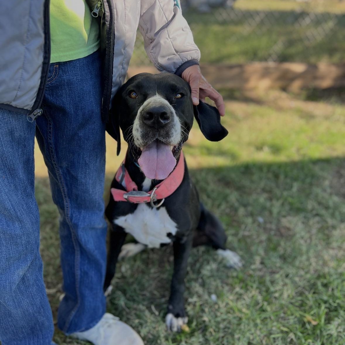 Enlarge Layla, a ADOPTABLE Great Dane in San Diego, CA image 1/6