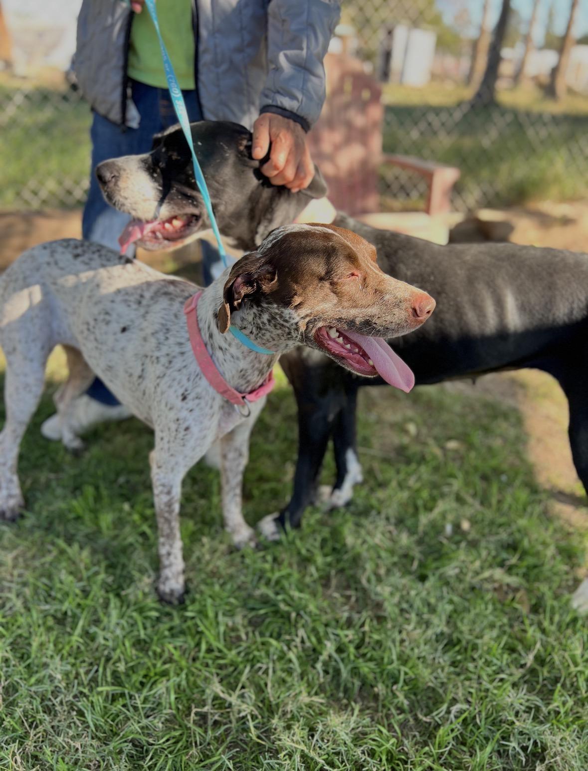Enlarge Layla, a ADOPTABLE Great Dane in San Diego, CA image 5/6