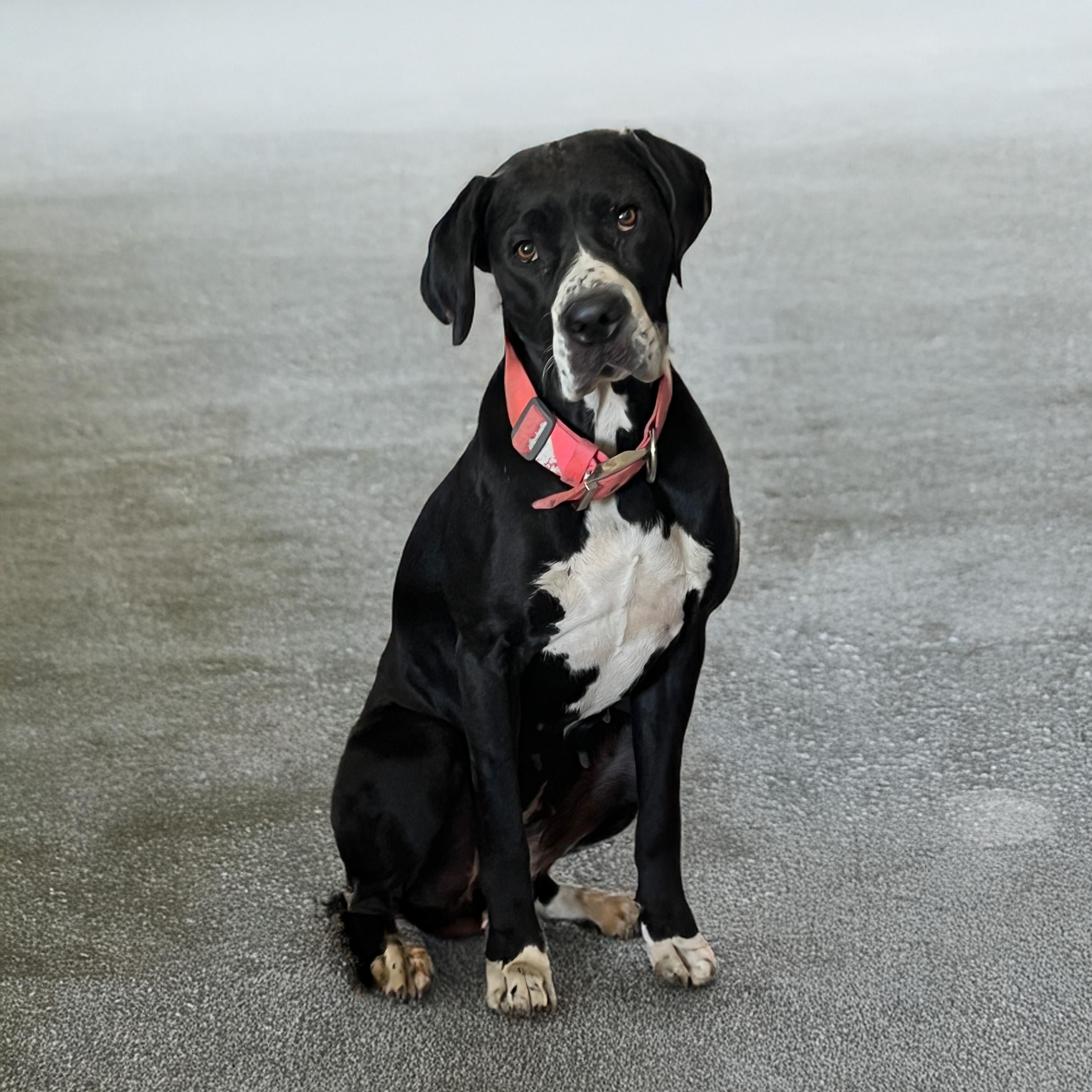 Enlarge Layla, a ADOPTABLE Great Dane in San Diego, CA image 2/6