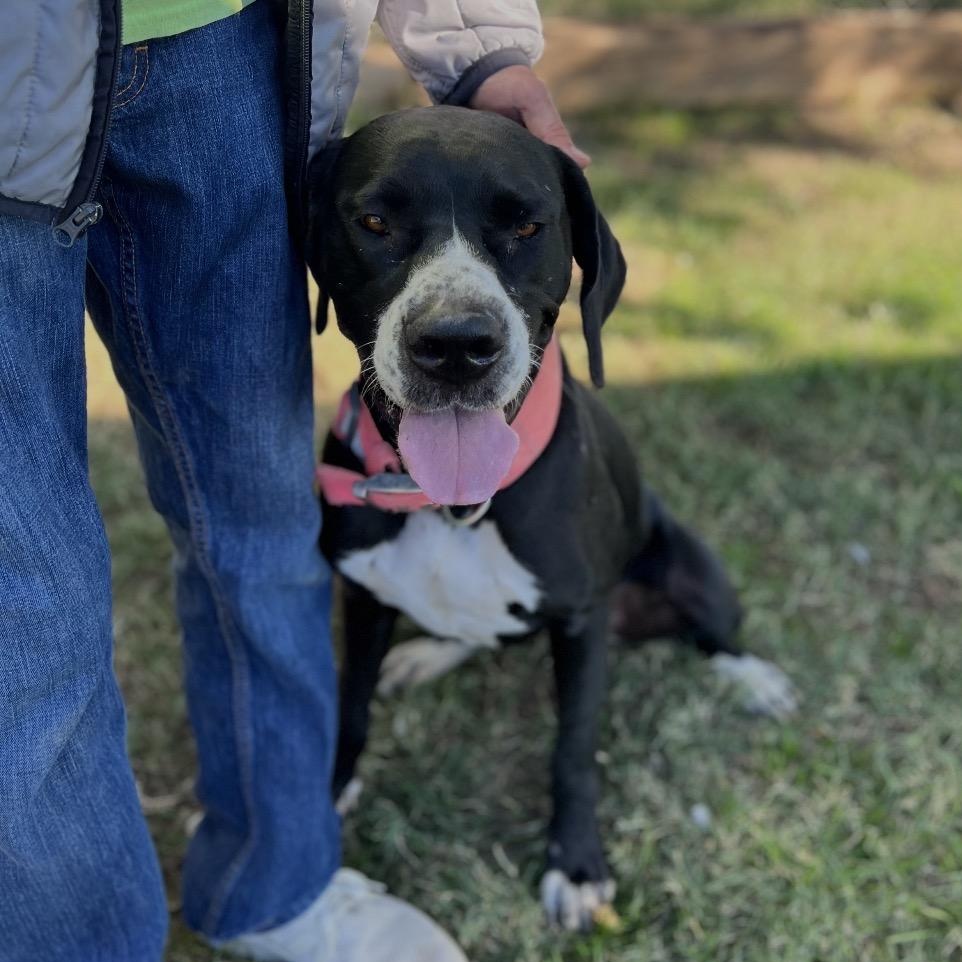 Enlarge Layla, a ADOPTABLE Great Dane in San Diego, CA image 3/6