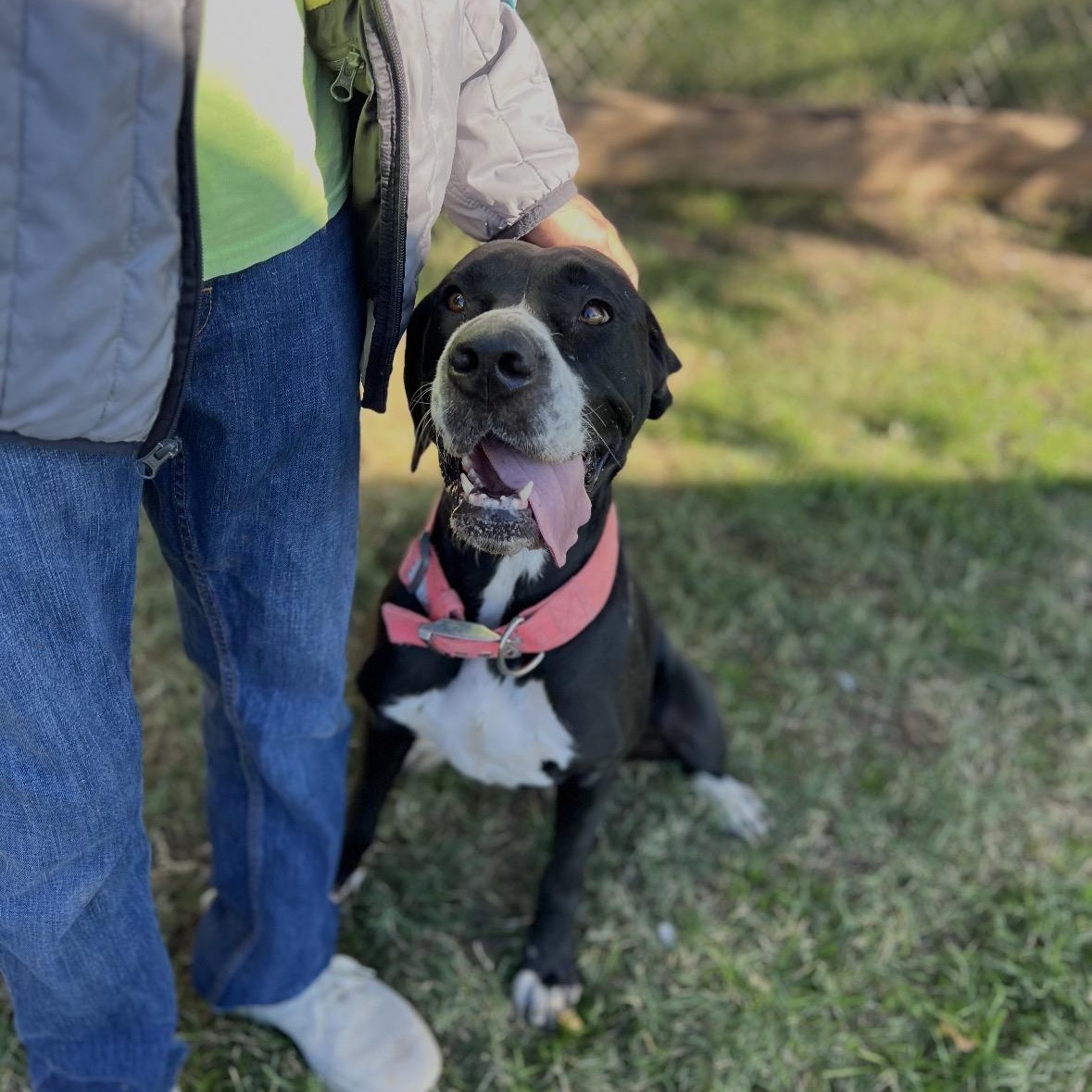 Enlarge Layla, a ADOPTABLE Great Dane in San Diego, CA image 4/6