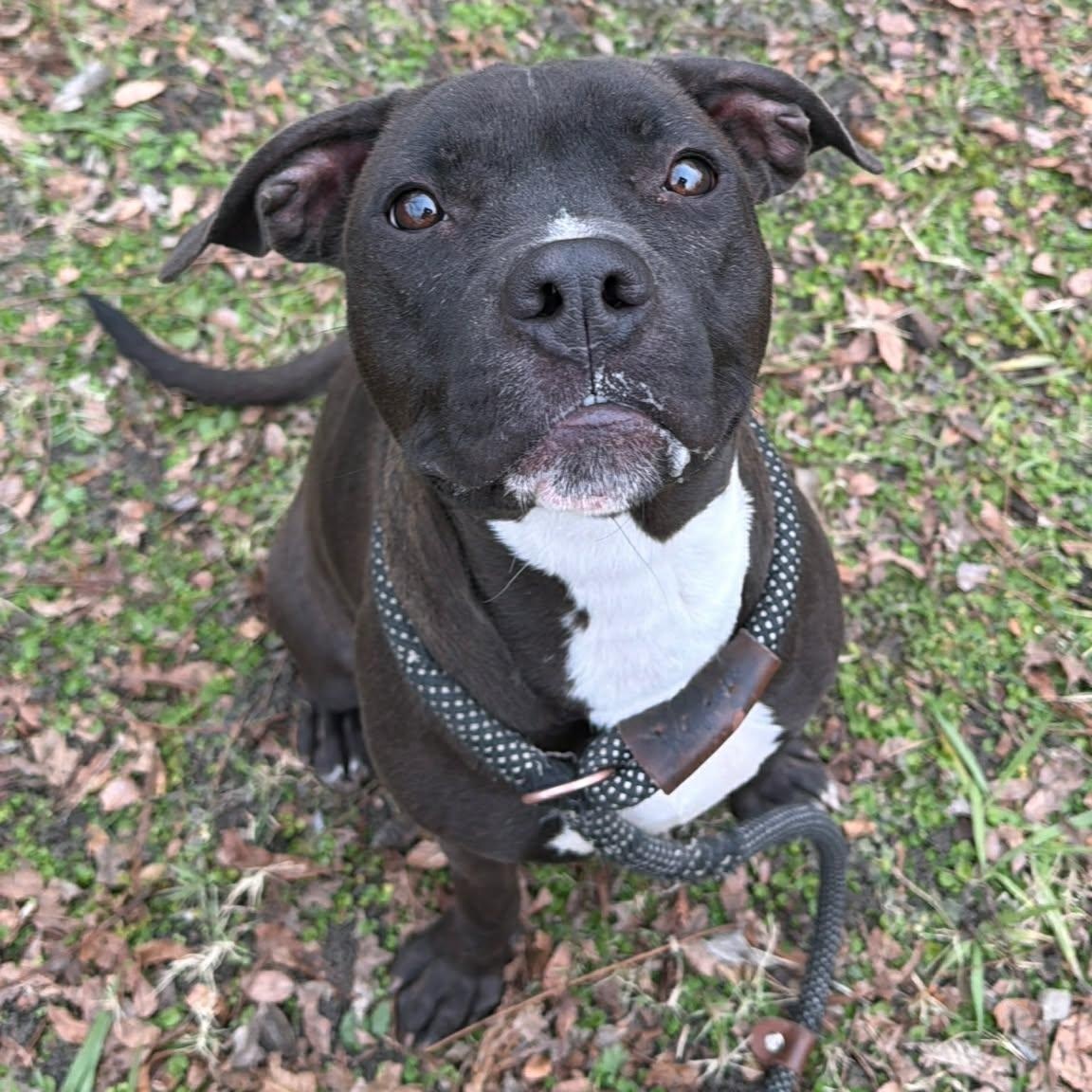 Maggie Pig, a Adoptable mixed breed in Sherman, TX image 1/2