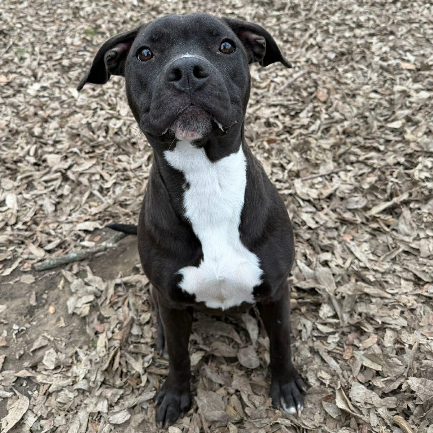 Maggie Pig, a Adoptable mixed breed in Sherman, TX image 2/2