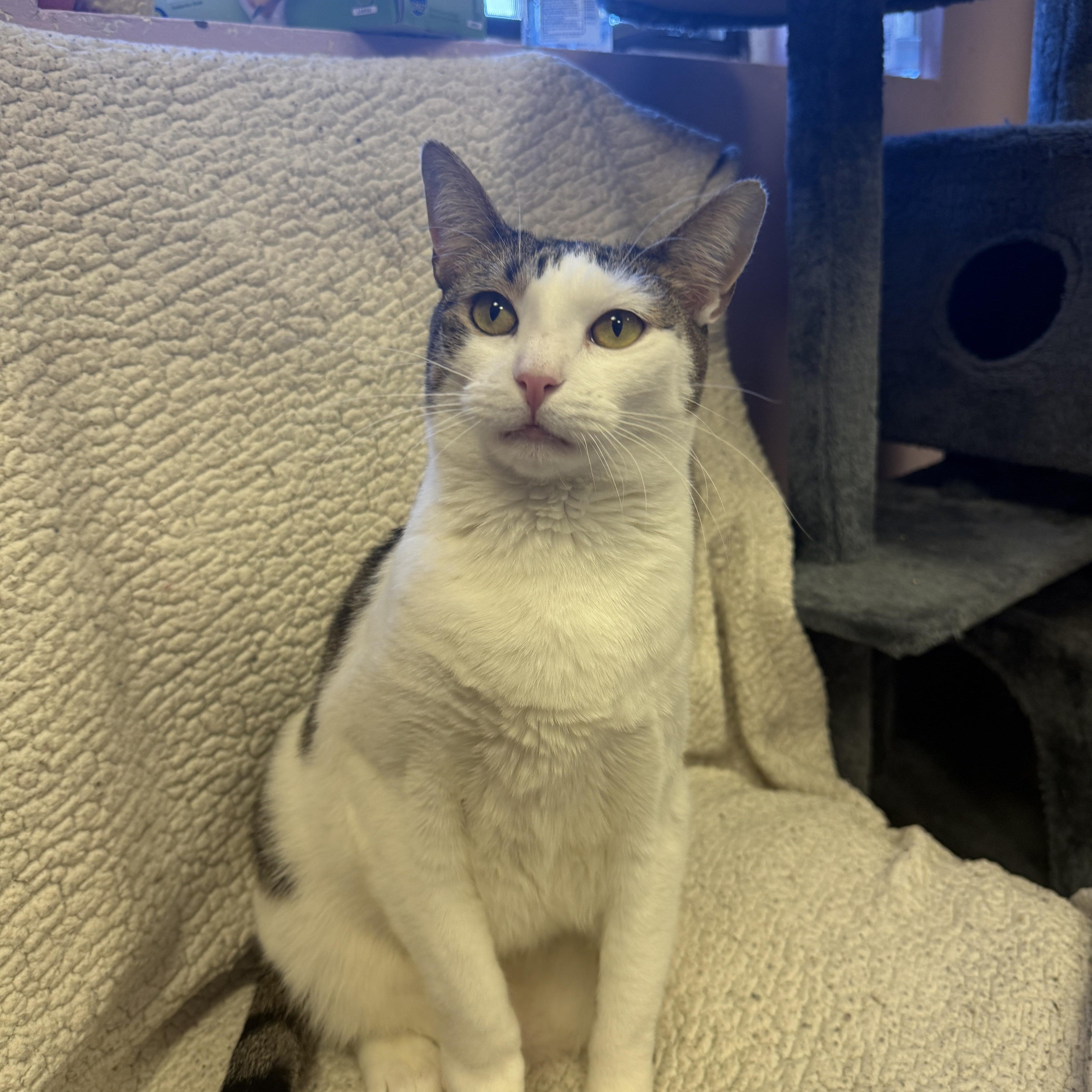 Enlarge Jlo, a Adoptable Domestic Short Hair in Freeport, NY image 1/2