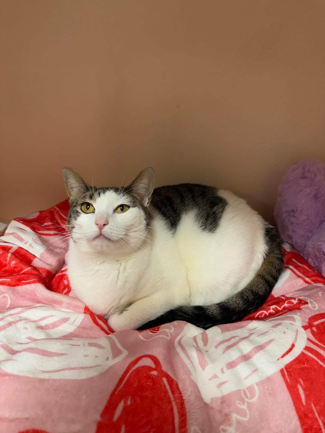 Enlarge Jlo, a Adoptable Domestic Short Hair in Freeport, NY image 1/1