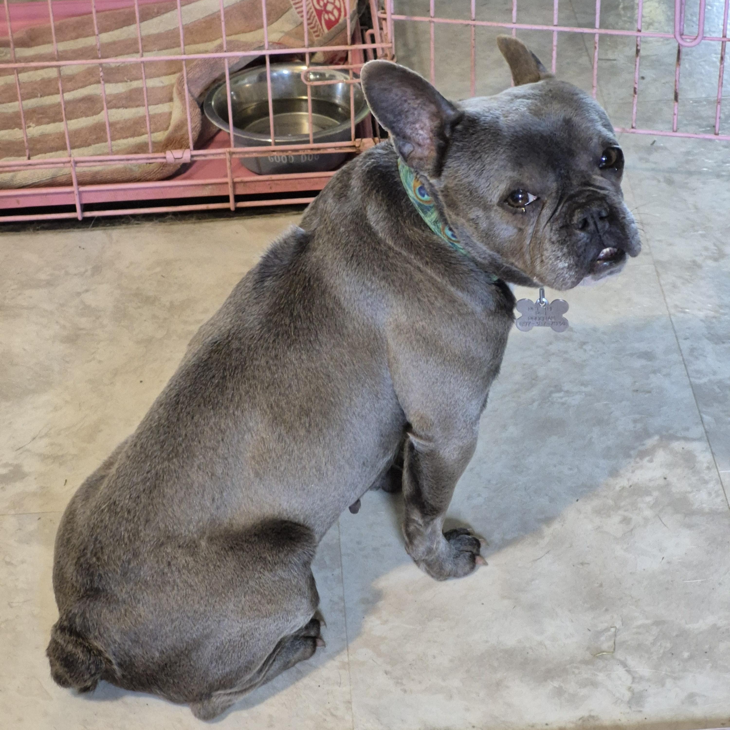 Enlarge Kiki, a ADOPTABLE French Bulldog in Trumansburg, NY image 1/3