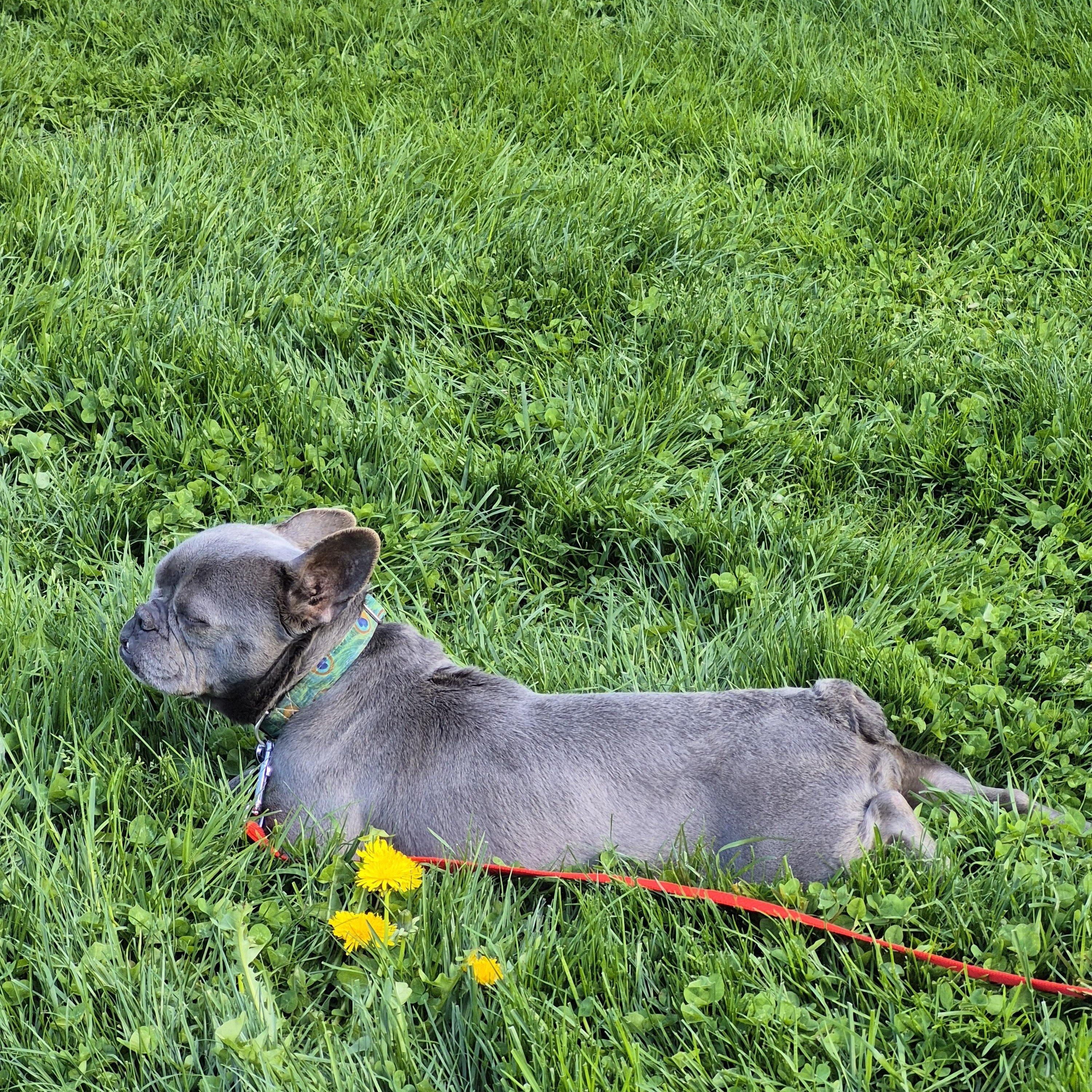 Enlarge Kiki, a ADOPTABLE French Bulldog in Trumansburg, NY image 2/3