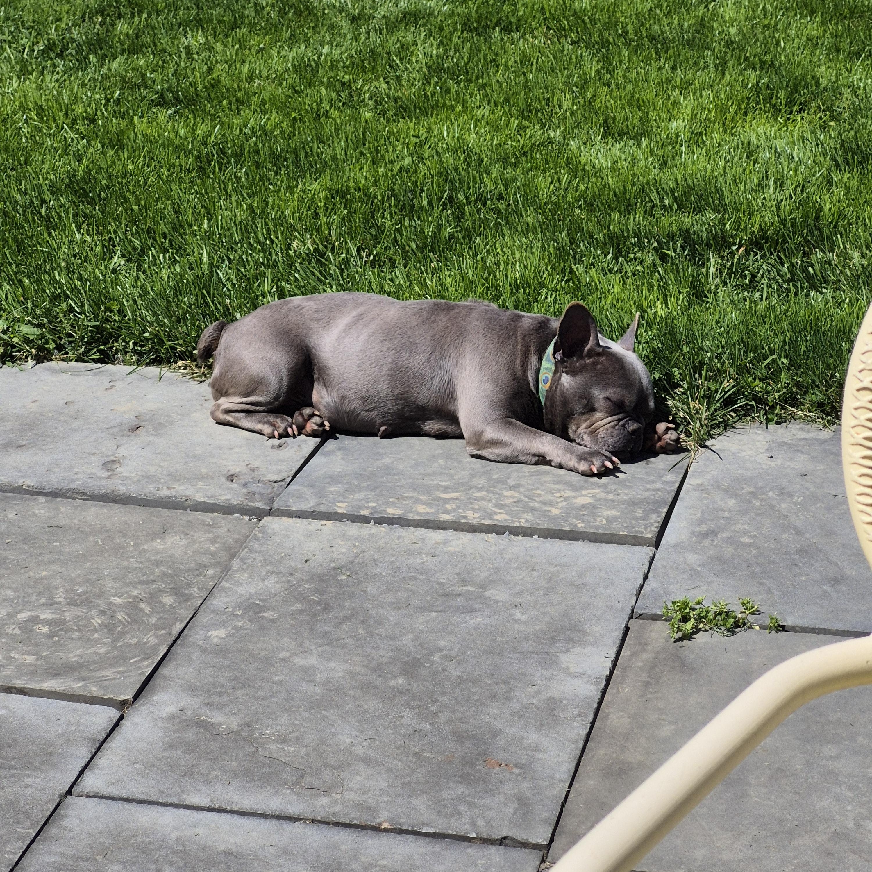 Enlarge Kiki, a ADOPTABLE French Bulldog in Trumansburg, NY image 3/3