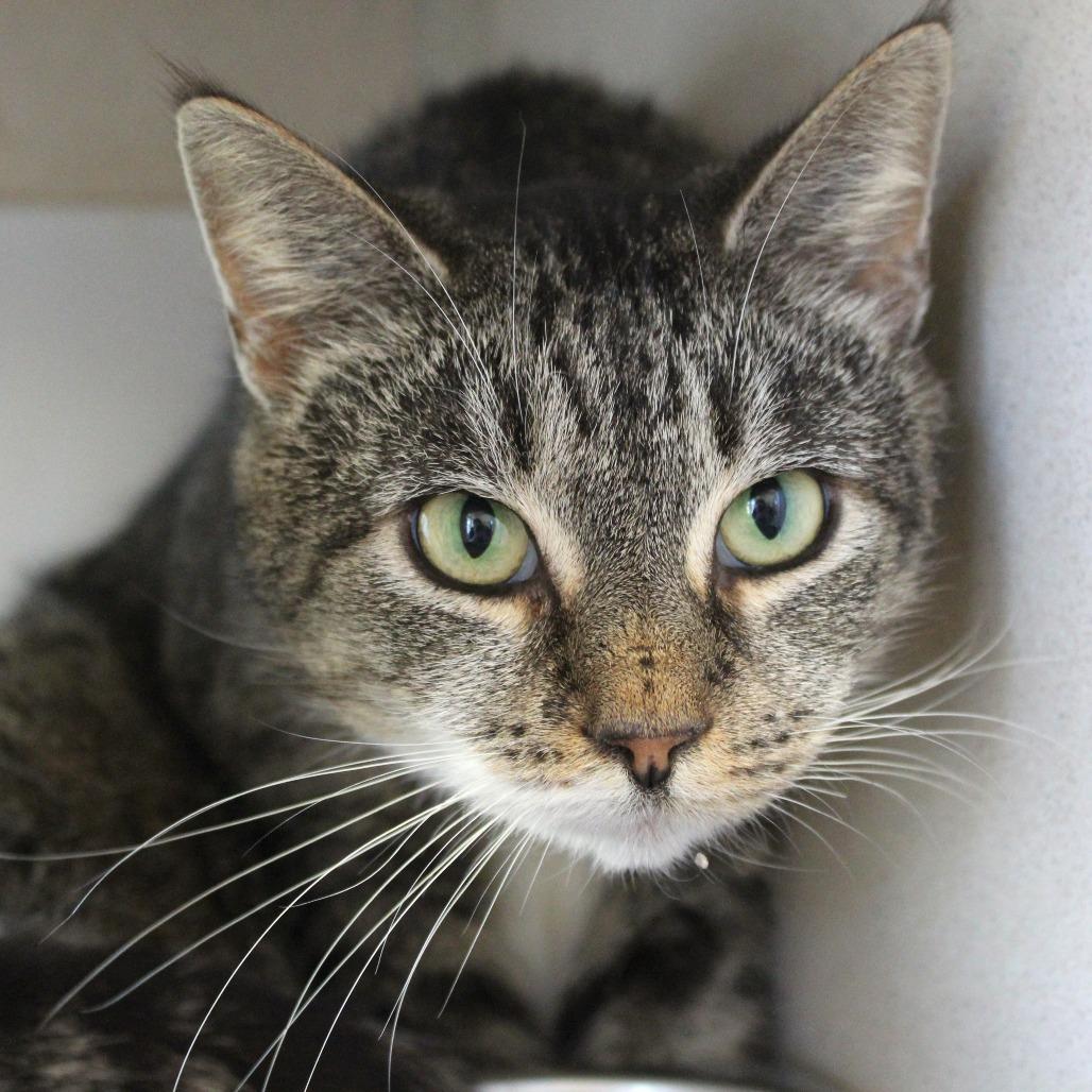 Enlarge PARTY ROCK, a Adoptable Domestic Short Hair in Ridgely, MD image 1/1