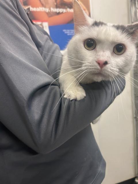 Paisley, Adoptable, Adult Female Domestic Short Hair.