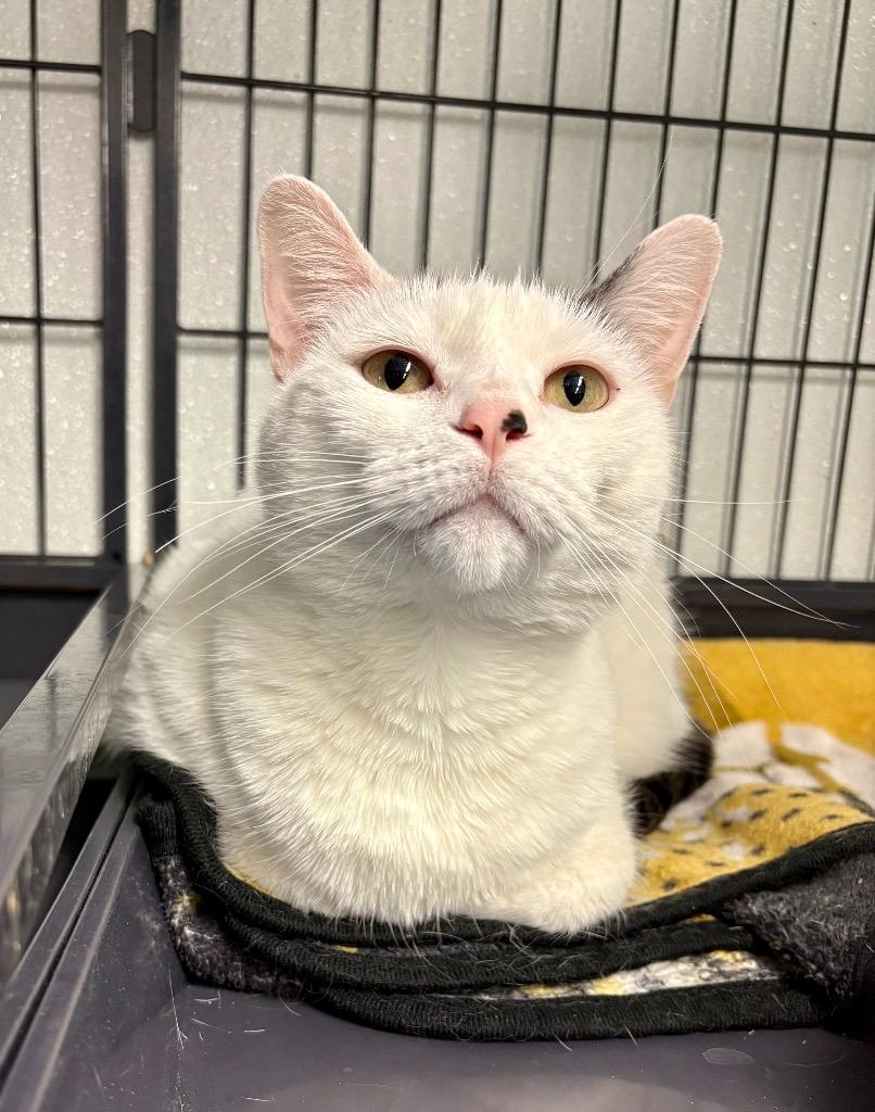 Enlarge Paisley, a Adoptable mixed breed in Rock Springs, WY image 2/2