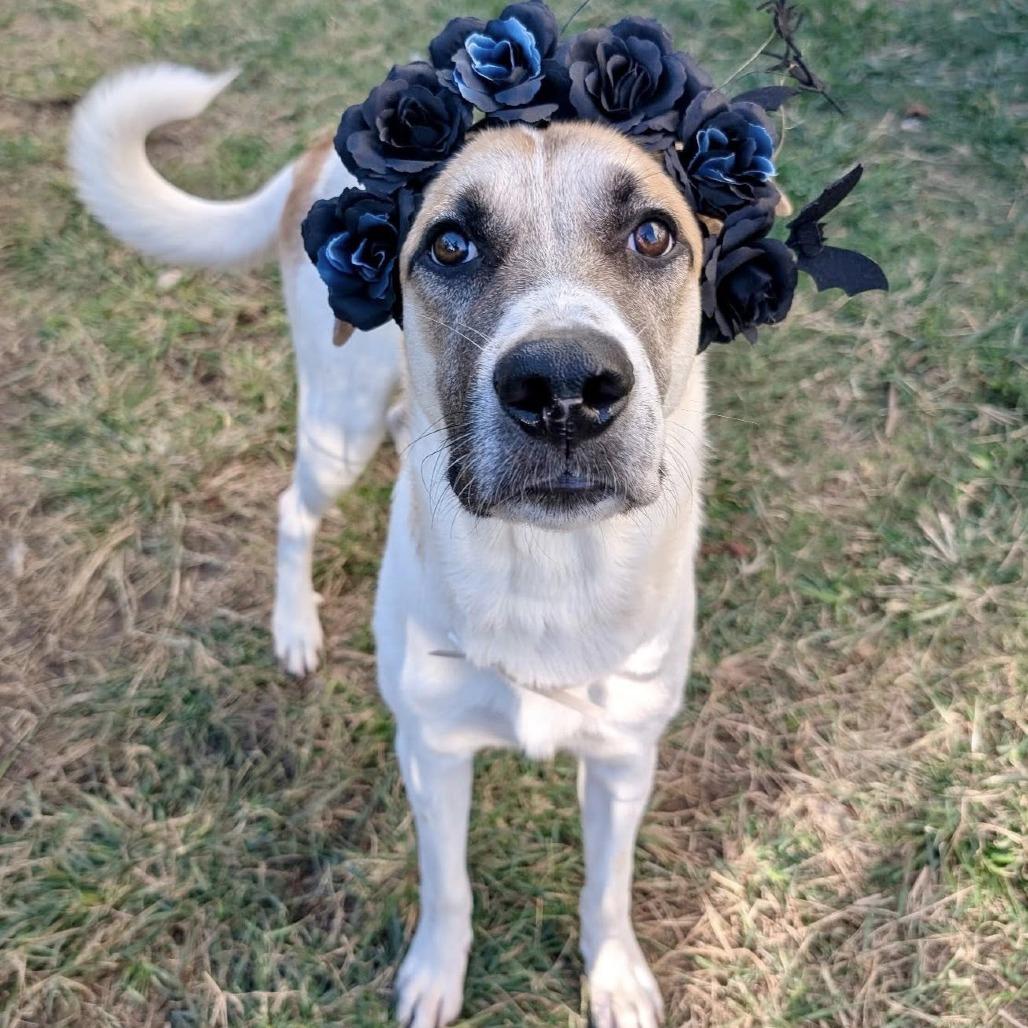 Moses, Adoptable, Young Male Anatolian Shepherd.