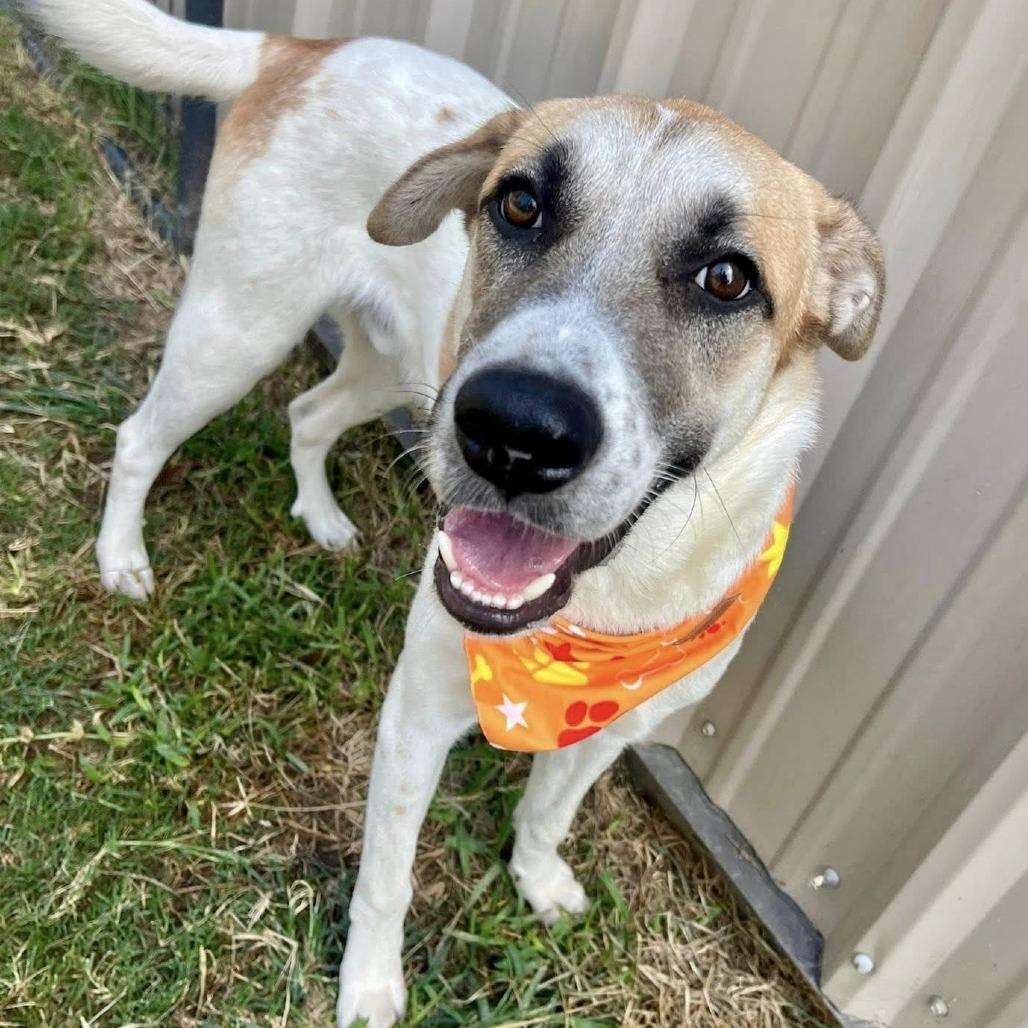 Moses, a Adoptable Anatolian Shepherd in Napa, CA image 2/6