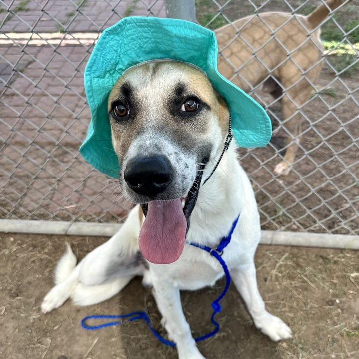Moses, a Adoptable Anatolian Shepherd in Napa, CA image 3/6
