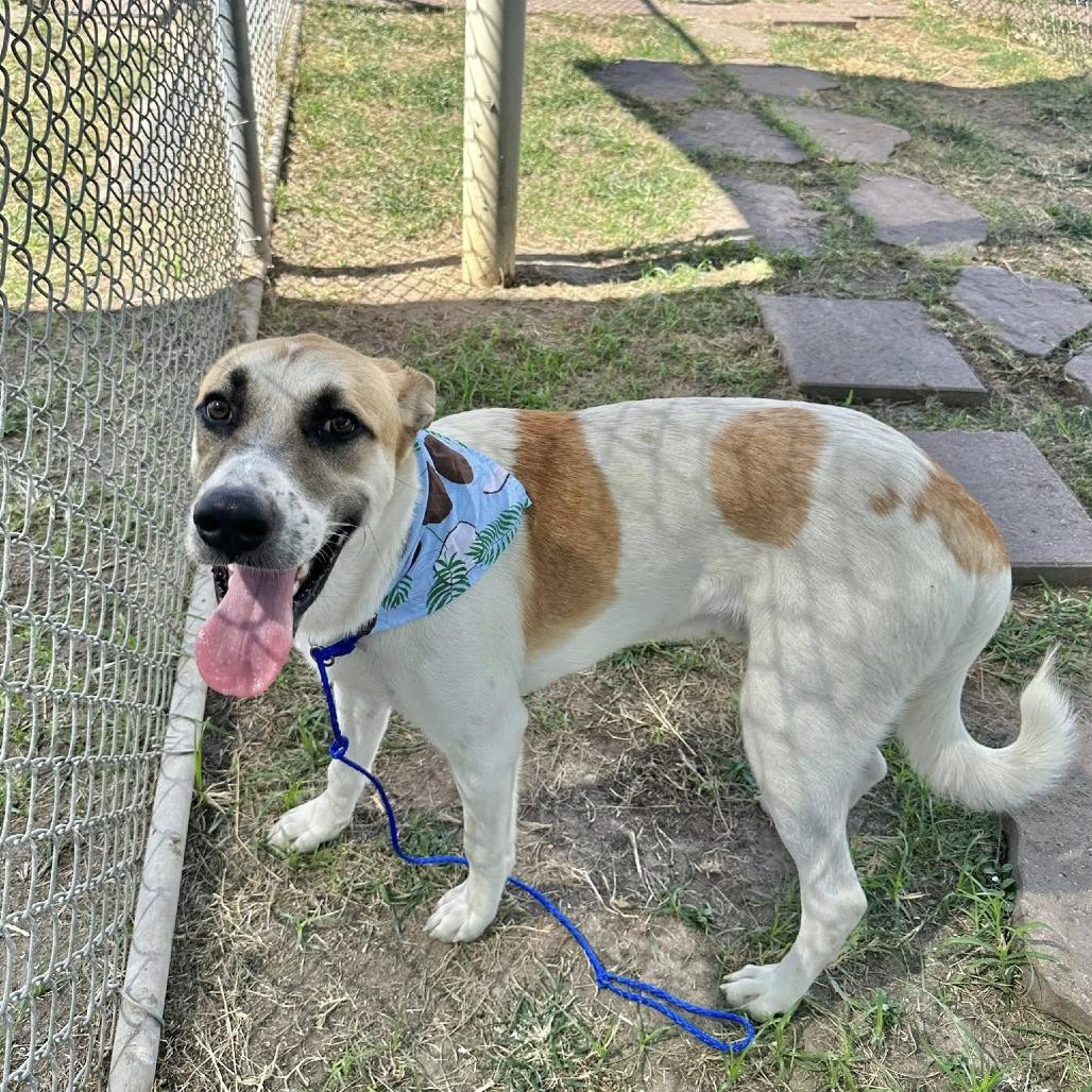 Moses, a Adoptable Anatolian Shepherd in Napa, CA image 5/6