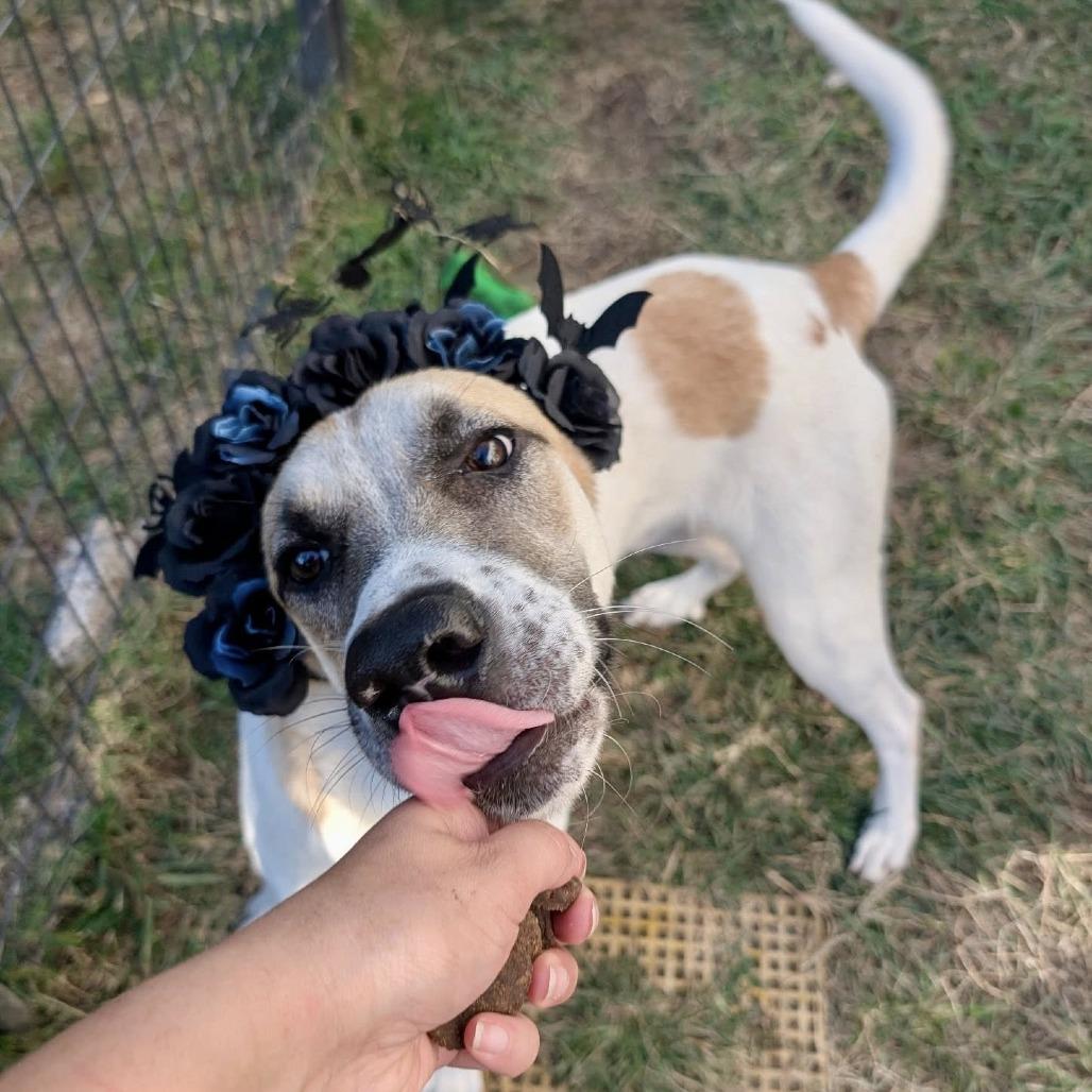 Moses, a Adoptable Anatolian Shepherd in Napa, CA image 6/6