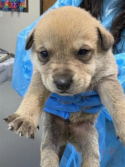 Enlarge Dylan, a Adoptable mixed breed in Dallas, TX image 1/1