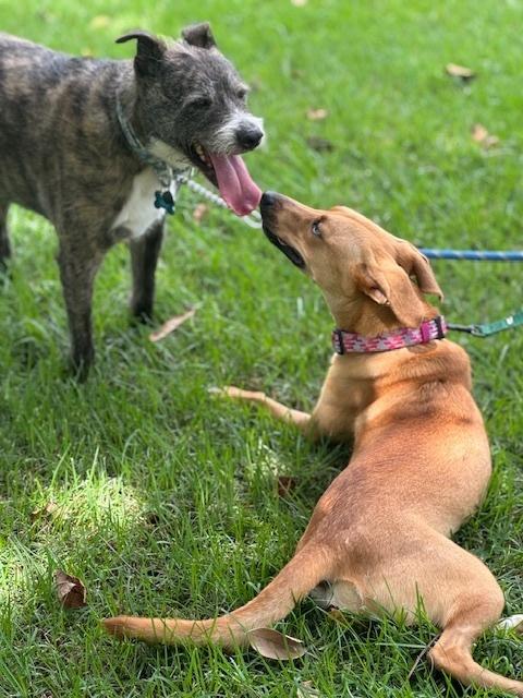 Enlarge Kala, a Adoptable mixed breed in North Reading, MA image 1/5