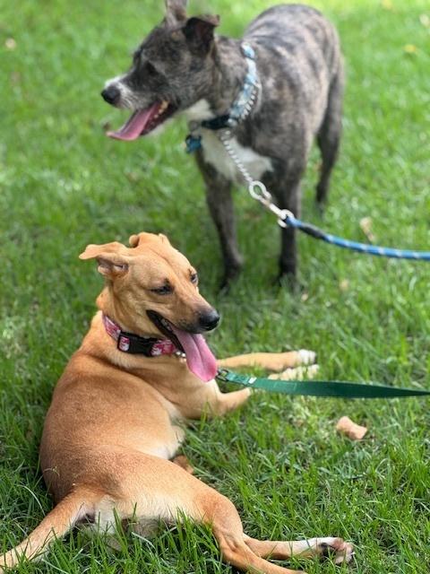 Enlarge Kala, a Adoptable mixed breed in North Reading, MA image 2/5