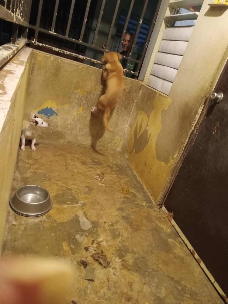 Enlarge Kala, a Adoptable mixed breed in North Reading, MA image 3/5