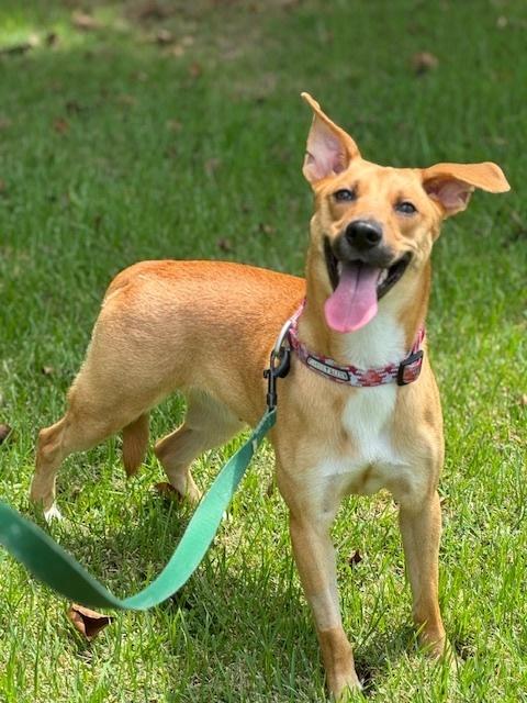 Enlarge Kala, a Adoptable mixed breed in North Reading, MA image 4/5