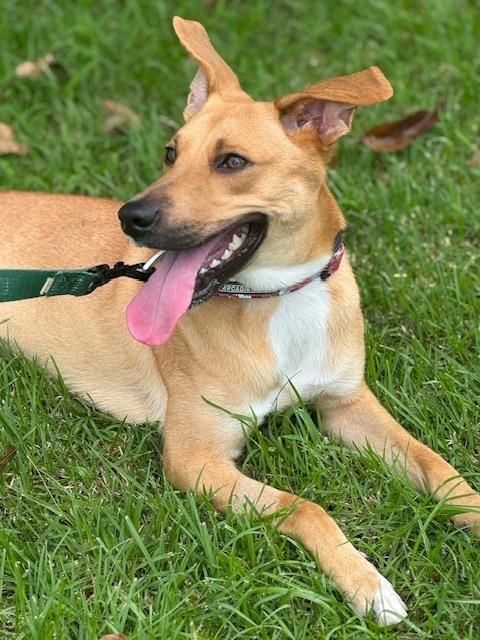 Enlarge Kala, a Adoptable mixed breed in North Reading, MA image 5/5