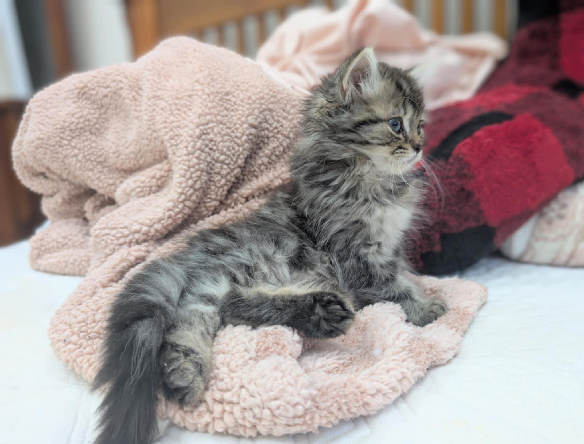 Miko, Adopted, Young Male British Shorthair.