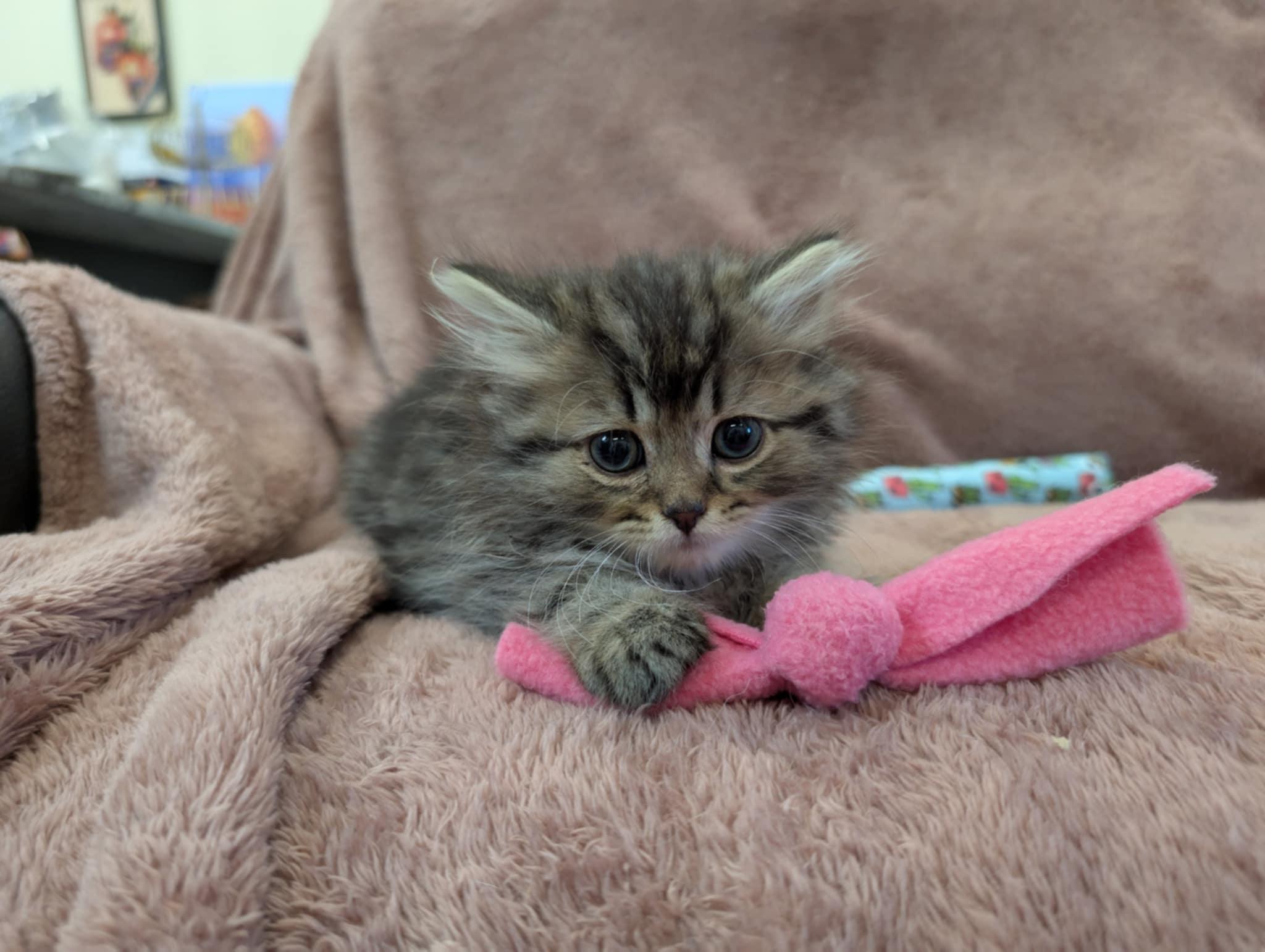 Miko, a Adopted mixed breed in Winnipeg, MB image 2/2