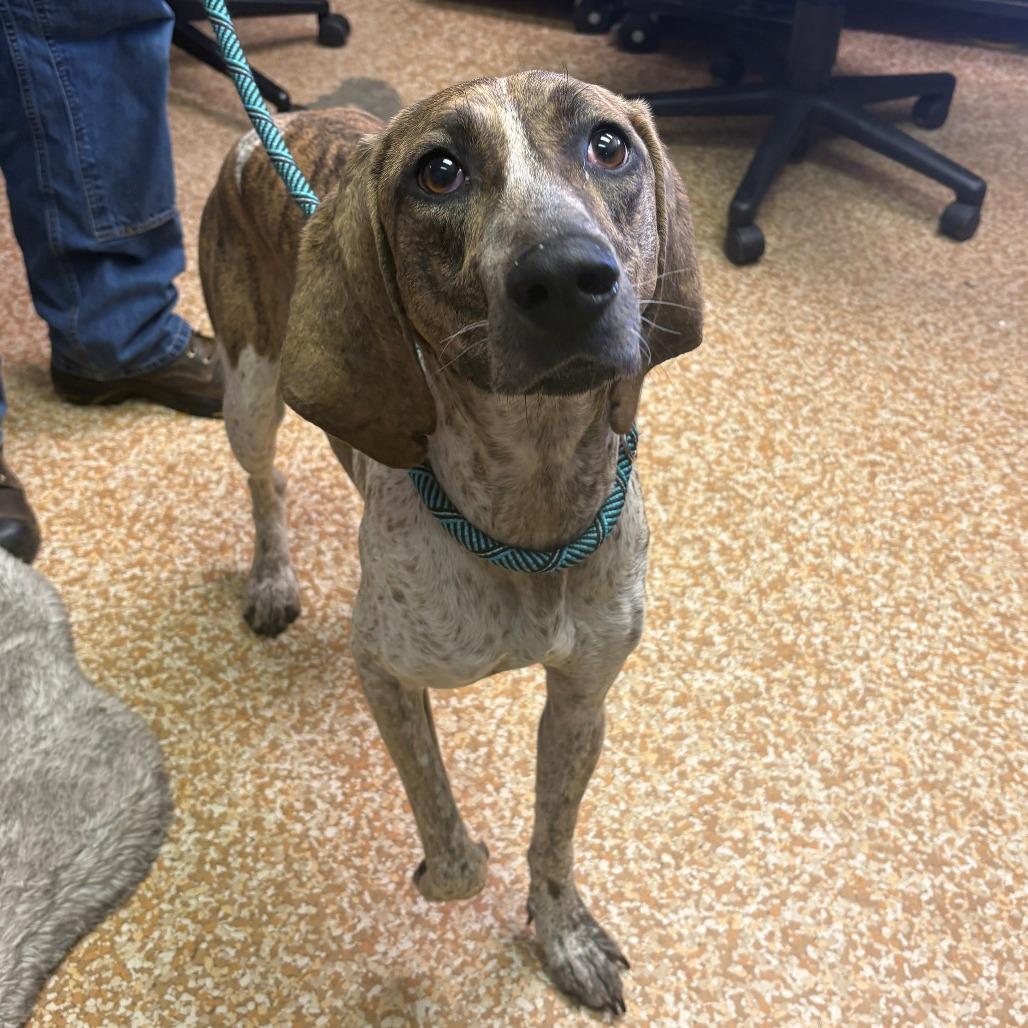 Enlarge Ila, a Adoptable Pointer in Chehalis, WA image 1/1